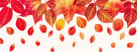 Bright, red leaves on a pastel background, copy space.