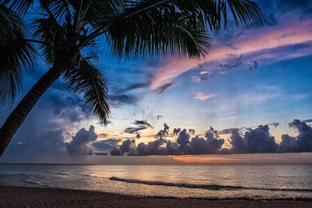 Sunset and palms - nature background.の写真素材