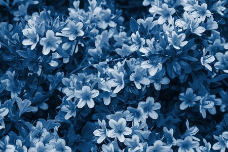 Floral background of azalea (rhododendron), selective focus.の写真素材