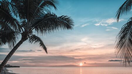 Sunset and palms - nature background.の写真素材
