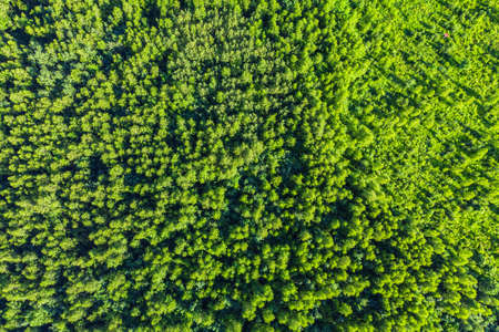 Aerial top view of summer green trees in forest. Drone photographyの写真素材