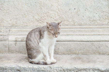 A gray cat sits next to a concrete wall.の写真素材