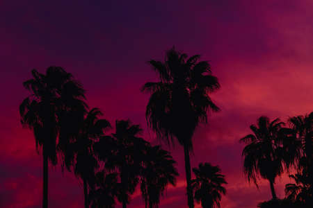 Beautiful coconut palm tree with sky at sunsetの写真素材