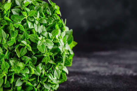 Basil bush on a dark tableの写真素材