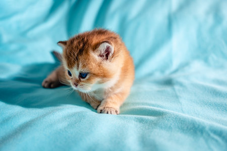 Kitten British breed golden chinchilla on a blue background.の写真素材