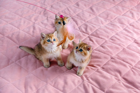 A group of kittens play with a pet toy.の写真素材