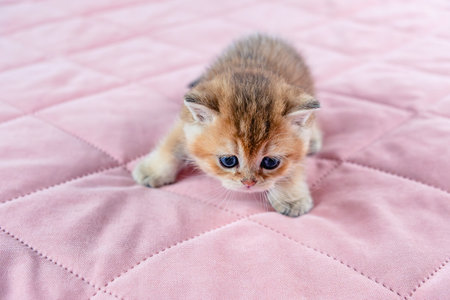 British breed golden chinchilla kitten on a pink background.の写真素材