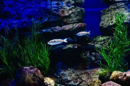 Exotic freshwater fishes in aquarium in oceanarium.の写真素材