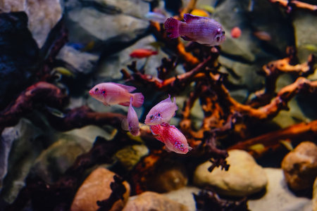 Exotic freshwater fishes in aquarium in oceanarium.の写真素材