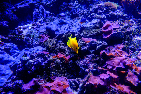 Coral Reef and Tropical Fish