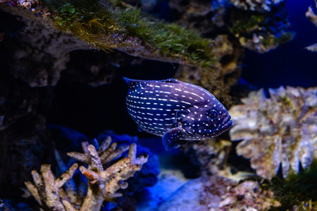 Exotic white-striped blue fish swimming in the aquarium.