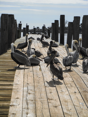 Pelicans on a pier or dock by the waterの写真素材