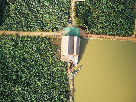 Aerial drone view topdown of a lotus farm in rural Cambodia countrysideの写真素材