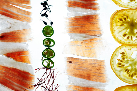 Transparency food pata negra iberico ham serano tomato chili pepper saffronの写真素材