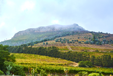 Constantia is an affluent suburb of Cape Town, South Africa, situated about 15 kilometres south of the centre of Cape Town.の写真素材