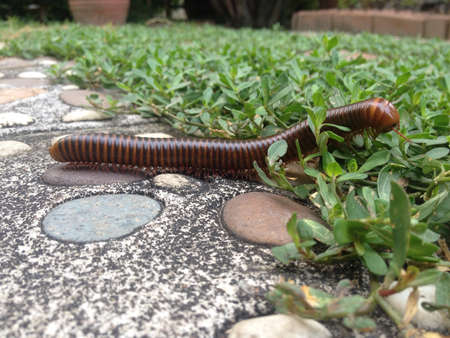 Mellipede