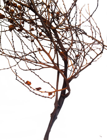 tree branch no leaf backgrondの写真素材