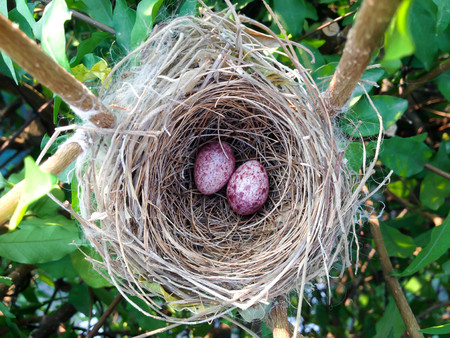two bird egg in the nest