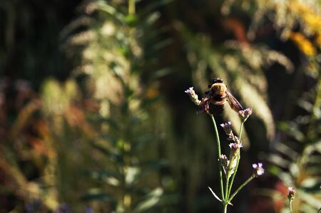 Close up bee shotの写真素材