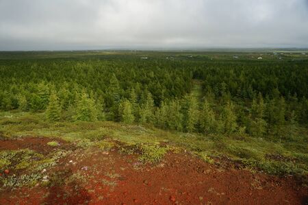 Beautiful landscape with trees near volcanic crater in Icelandの写真素材