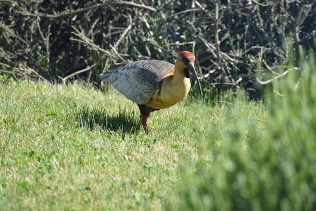 Bird bandurria austral, Patagonia, Argentinaの写真素材