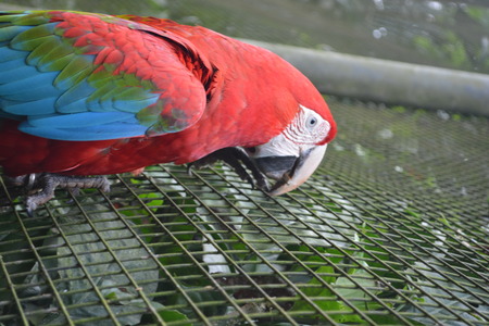 Close-up of a red, green and blue macaw