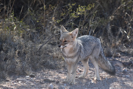 Small fox in the province of San Luis, Argentina.の写真素材