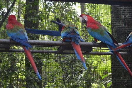 Three green winged macaws in the Aves Park, Iguazu Falls, Brazil