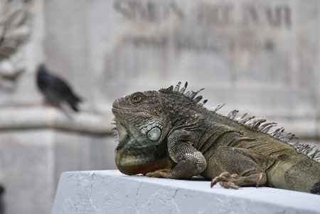Close-up of an iguana. Photo taken at Sarmiento Park or Iguanas Park, Guayaquil, Ecuador.の写真素材