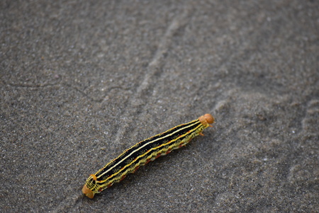 Yellow and black caterpillar on the sand on a beach in Ecuador