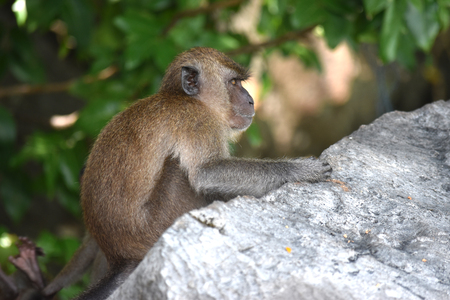 Little monkey on the rocks at Monkey Beach. Phi Phi Islands, Thailandの写真素材