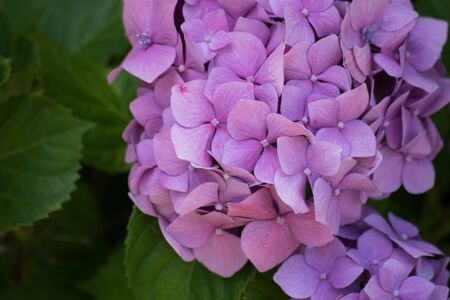 Flower of hydrangea.