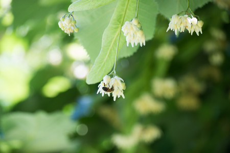 Linden and a bee flowersの写真素材
