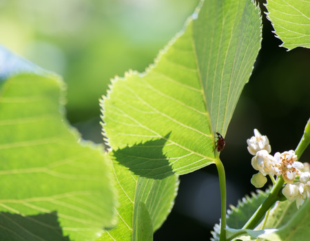 Linden tree and ladybug