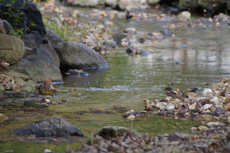 Creek