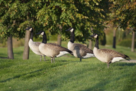 Geeseの写真素材