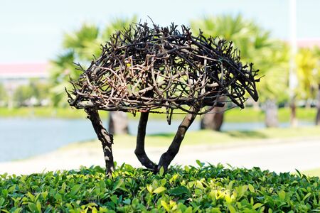 Ornamental plantsの写真素材