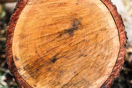 Background designed from wood surfaces.の写真素材