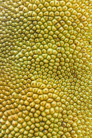 Background designed from jackfruit peel.の写真素材