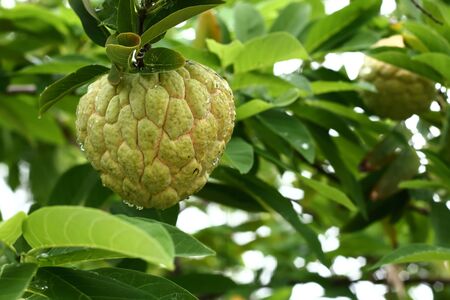 Sugar Apple or Custard Apple growing on a treeの写真素材