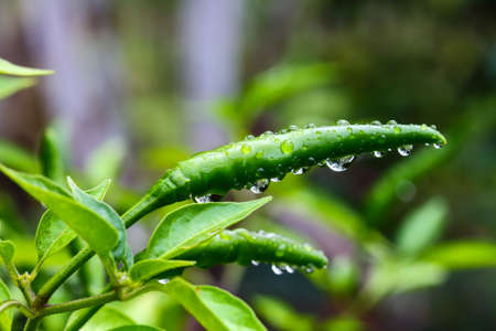 Pepper on the tree with water drops .の写真素材