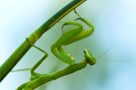 Mantis lives on grass in Asia Thailand .の写真素材