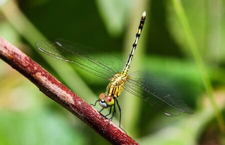 Dragonfly perched on the Prairie style atmosphere fresh . Asia  Thailand.
