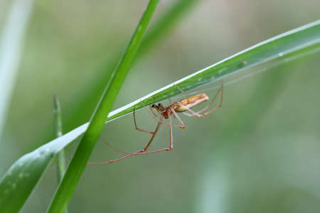 Spider lives on grass in Asia Thailand .