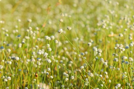 Beautiful flowers meadow bright soft ,bright sunshine, blur.