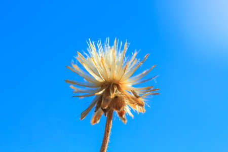 Beautiful flowers meadow bright soft ,bright sunshine.の写真素材