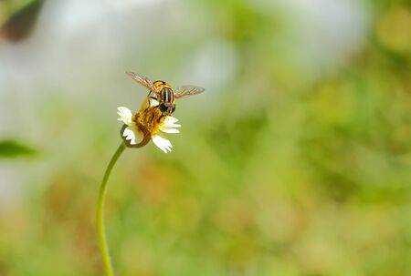 A flies on flower bright sunlight soft .
