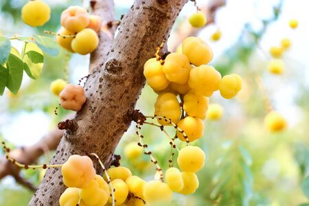 Gooseberry , gooseberry on tree in Thailand.の写真素材