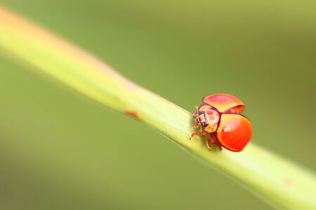 Ladybug perched on the grass .