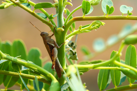Grasshopper in natural sunlight Thailand .の写真素材